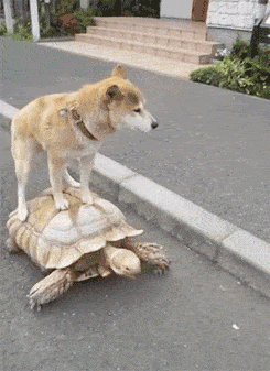 A dog riding a turtle.
